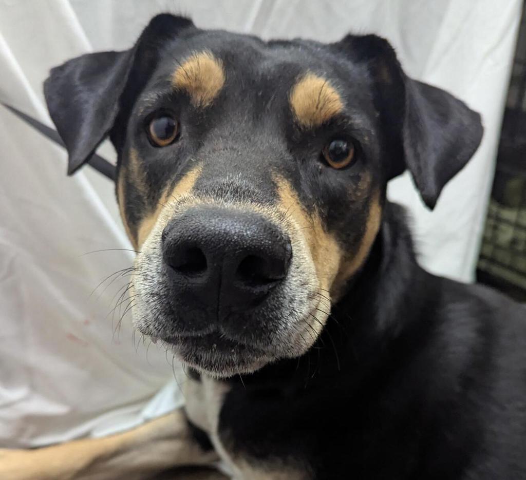 Shelter Stray Female Dog last seen Near Via De La Amistad, San Diego, CA, 92154, 5500 Gaines St, San Diego, CA 92110, USA