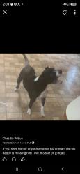 Reunited Male Dog last seen Ridge road .jc road .oswichee rd seale alabama, Russell County, AL 36875