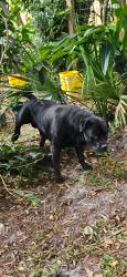 Reunited Male Dog last seen Rich ave and boundary, DeLand, FL 32720