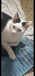 Lost Male Cat last seen Oak st, Freeport, IL 61032