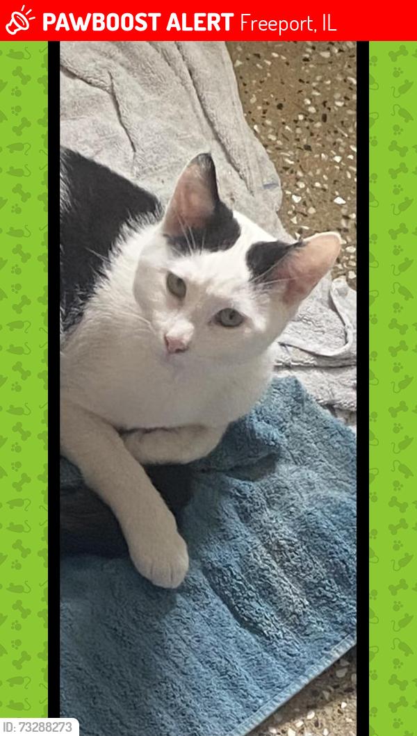 Lost Male Cat last seen Oak st, Freeport, IL 61032