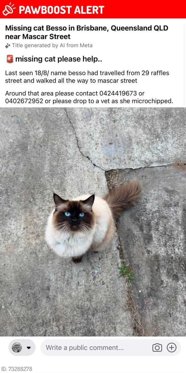 Lost Female Cat last seen mascar street upper mount gravatt, Upper Mount Gravatt, QLD 4122