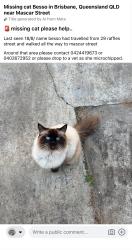Lost Female Cat last seen mascar street upper mount gravatt, Upper Mount Gravatt, QLD 4122