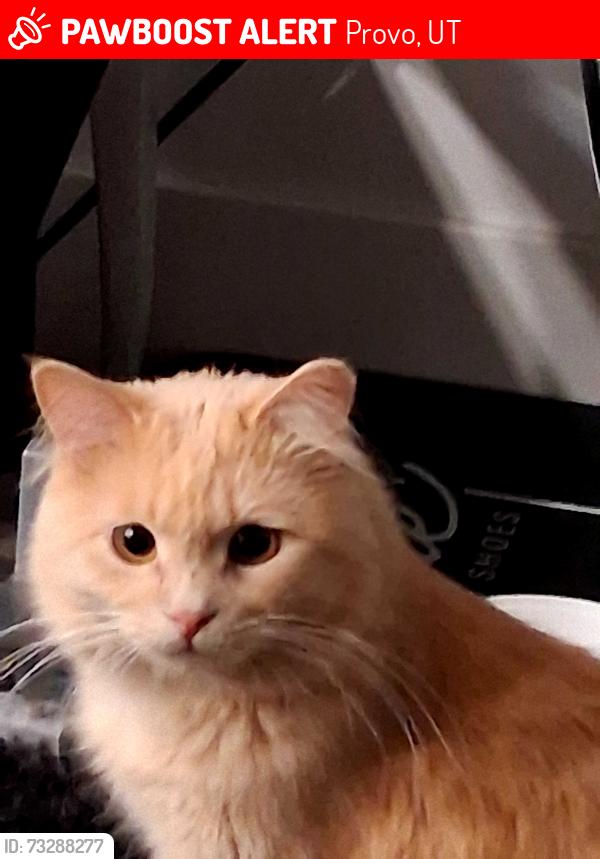 Lost Male Cat last seen Near s provo Element, Provo, UT 84601