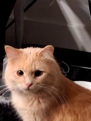 Lost Male Cat last seen Near s provo Element, Provo, UT 84601