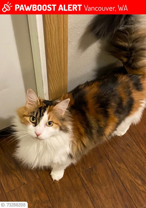 Lost Female Cat last seen NE 144th Ave & NE 73rd St, Vancouver, WA 98682