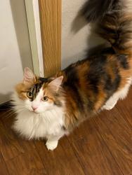 Lost Female Cat last seen NE 144th Ave & NE 73rd St, Vancouver, WA 98682