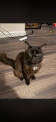 Reunited Male Cat last seen West 39th st, Jacksonville, FL 32209