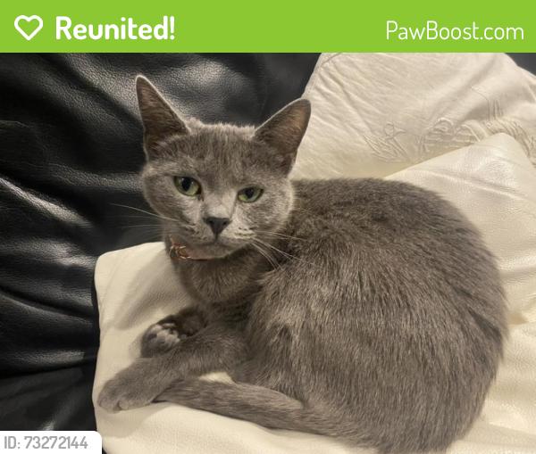 Reunited Female Cat last seen Hedge Lane, Ash Grove, Greater London, England N13 5BY