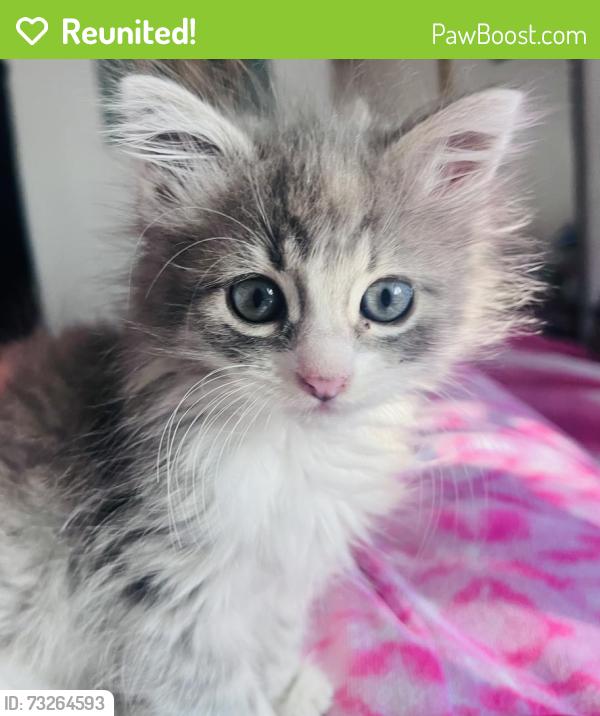Reunited Female Cat last seen Near, Los Angeles, CA 90044