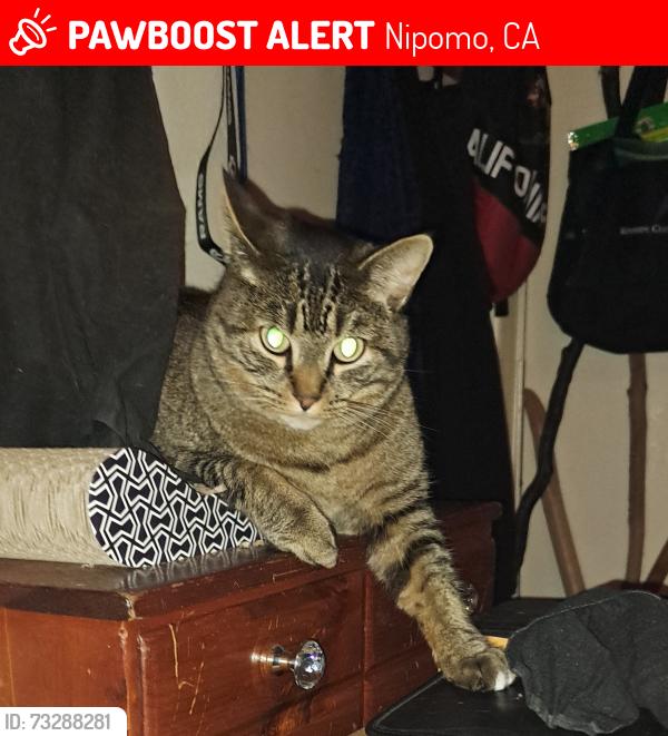 Lost Male Cat last seen Verano way, Nipomo, CA 93444