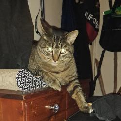 Lost Male Cat last seen Verano way, Nipomo, CA 93444