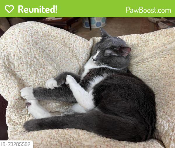 Reunited Female Cat last seen S. Wellonsburg Pl & w. Sterlington, Apex, NC 27502