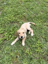 Reunited Male Dog last seen Claude Brewer rd, Loganville, GA 30052