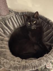 Lost Male Cat last seen Mitchell’s lane, York, England 
