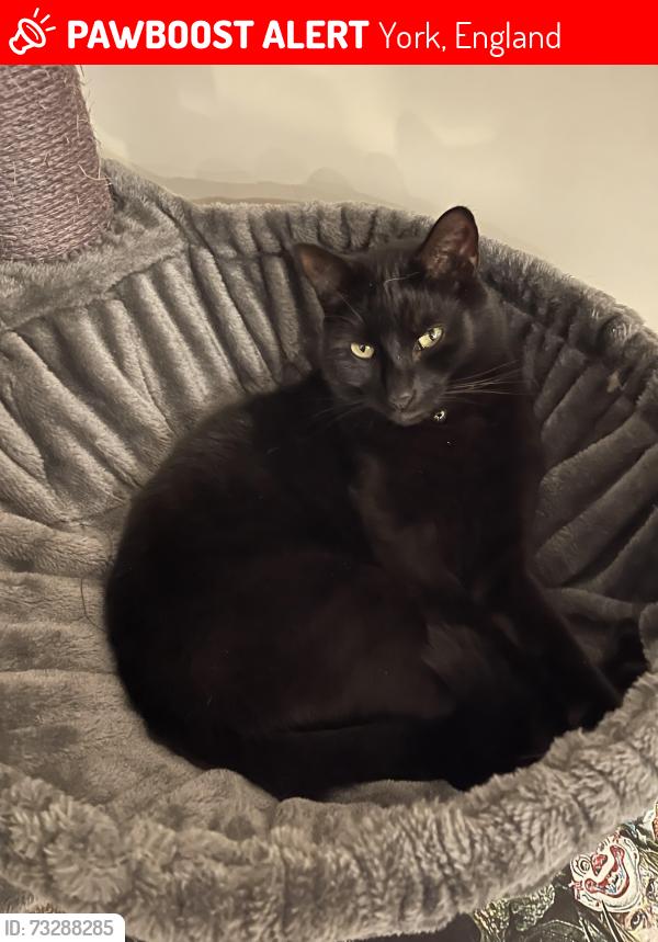 Lost Male Cat last seen Mitchell’s lane, York, England 