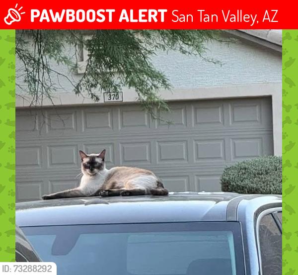 Lost Female Cat last seen E penny ln, N Luke ln, San Tan Valley, AZ 85140