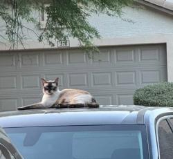 Lost Female Cat last seen E penny ln, N Luke ln, San Tan Valley, AZ 85140