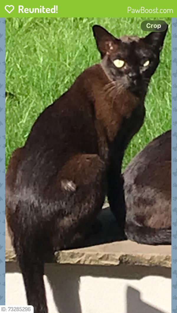 Reunited Male Cat last seen The Rookery Streatham Common North Side., Greater London, England 
