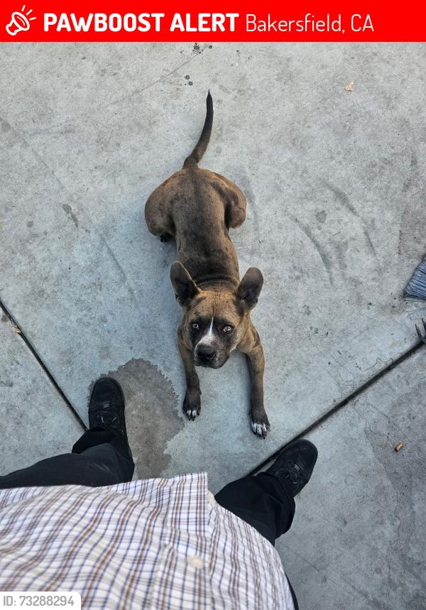 Lost Male Dog last seen Sterling road and East Texas street, Bakersfield, CA 93307