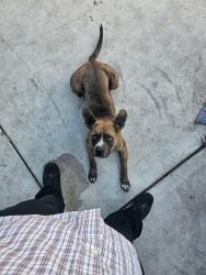 Lost Male Dog last seen Sterling road and East Texas street, Bakersfield, CA 93307