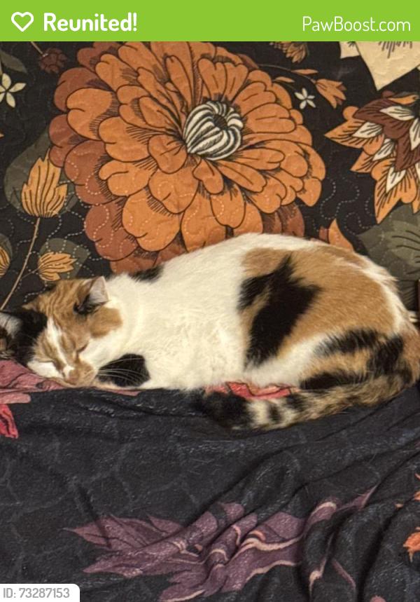 Reunited Female Cat last seen Royal Drive, Mt. Juliet, TN 37122