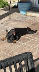 Reunited Female Dog last seen By mira loma middle school, Riverside, CA 92509