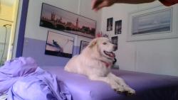 Found/Stray Male Dog last seen circle 20, Calaveras County, CA 95249