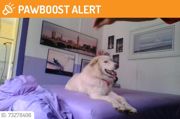Found/Stray Male Dog last seen circle 20, Calaveras County, CA 95249