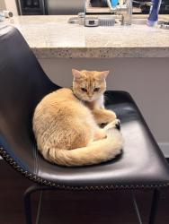 Found/Stray Unknown Cat last seen Golf Course Dr, Mesa Verde Dr E, Costa Mesa, CA 92626