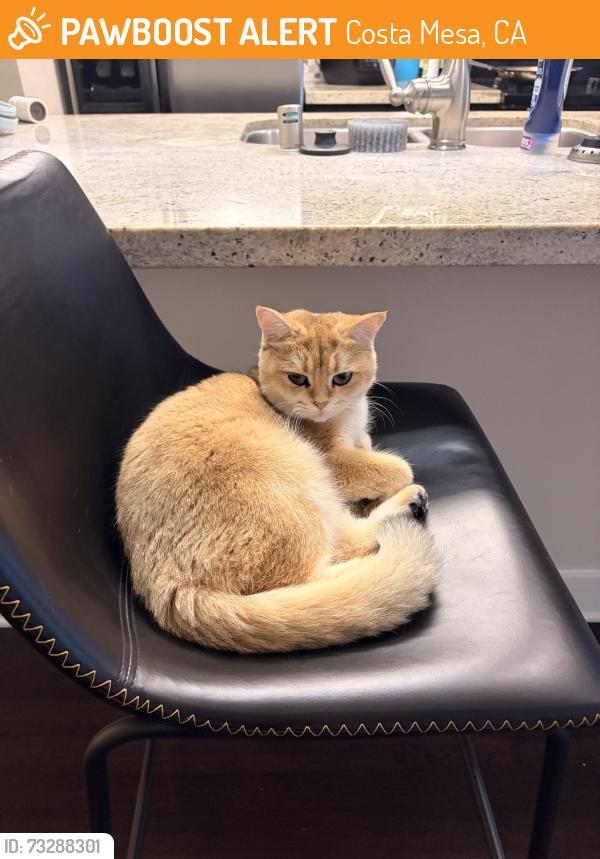 Found/Stray Unknown Cat last seen Golf Course Dr, Mesa Verde Dr E, Costa Mesa, CA 92626