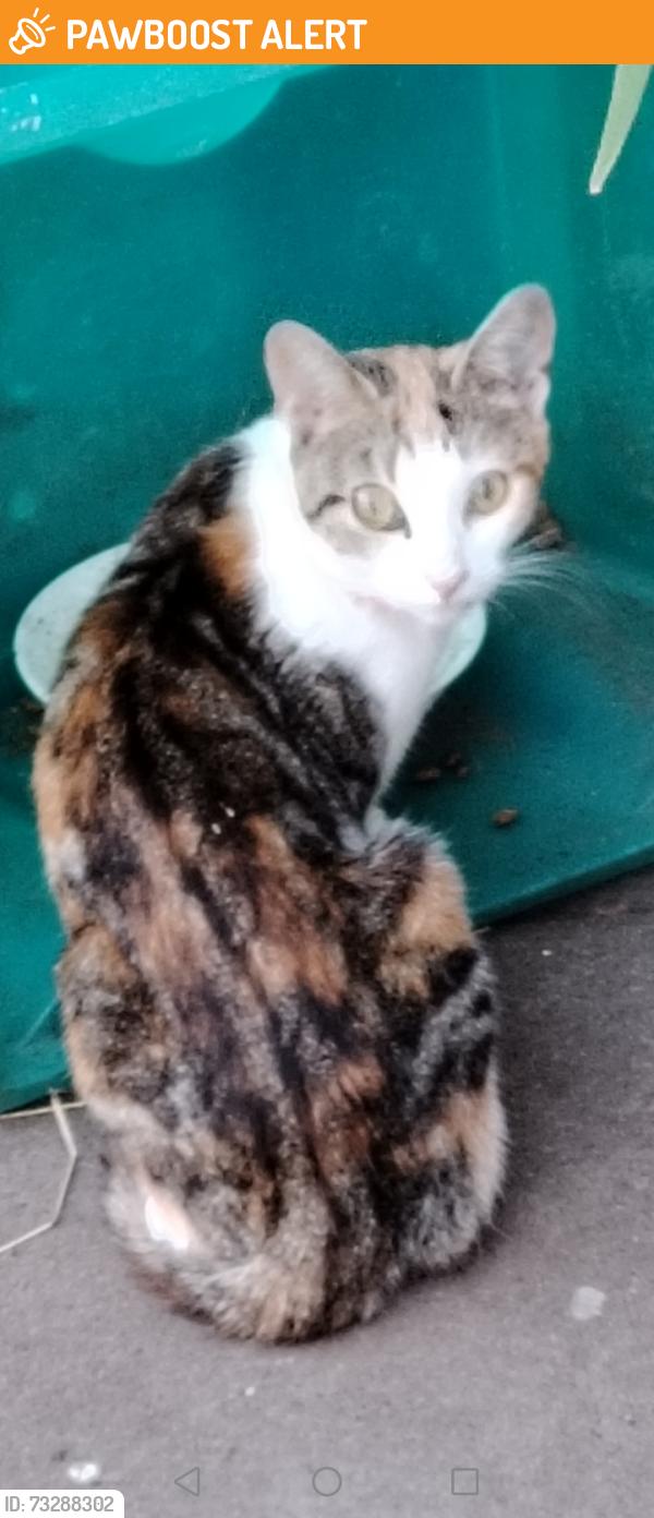 Found/Stray Female Cat last seen Gravelly Hill, West Midlands, England 