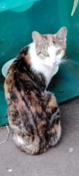 Found/Stray Female Cat last seen Gravelly Hill, West Midlands, England 
