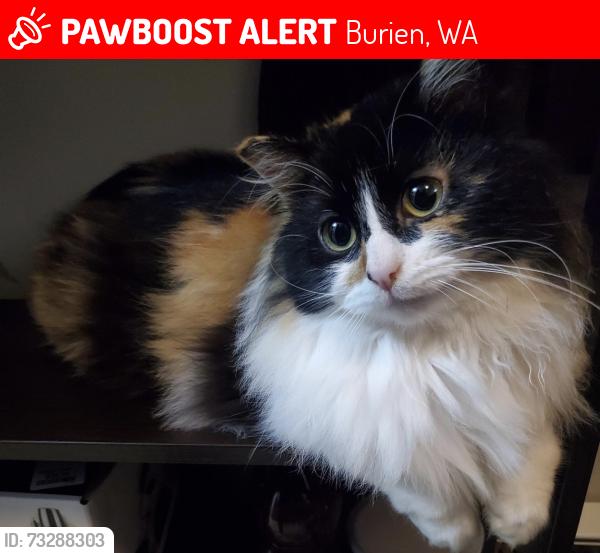 Lost Female Cat last seen Near SW 158th St, Burien, WA 98166