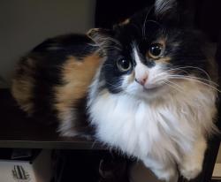 Lost Female Cat last seen Near SW 158th St, Burien, WA 98166