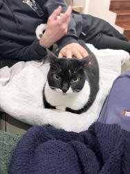 Lost Female Cat last seen Near reiby street Enmore, Newtown, NSW 2042