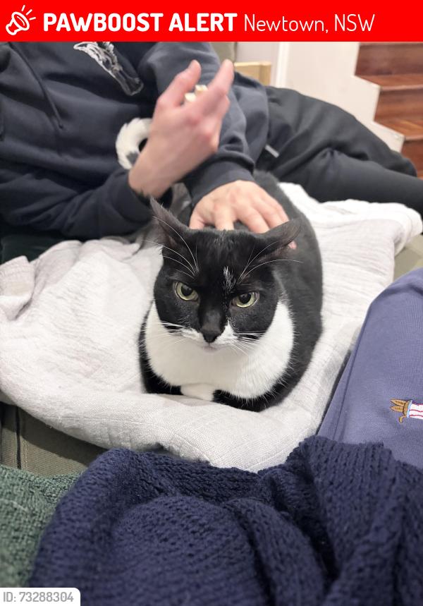 Lost Female Cat last seen Near reiby street Enmore, Newtown, NSW 2042