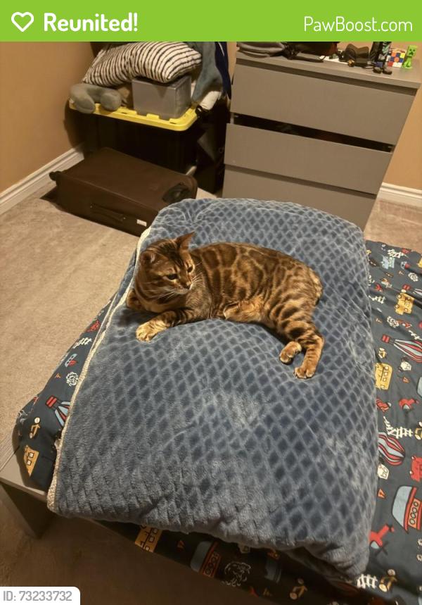 Reunited Male Cat last seen Skyridge boulevard Pickering, Pickering, ON 