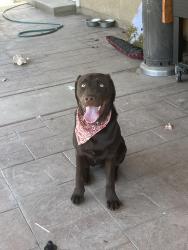 Reunited Male Dog last seen Mira loma middle school, Riverside, CA 92509