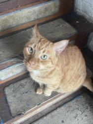 Found/Stray Unknown Cat last seen Arthur st hazleton pa, Hazleton, PA 18201