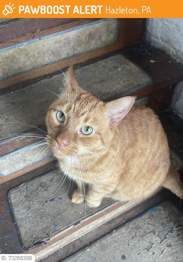 Found/Stray Unknown Cat last seen Arthur st hazleton pa, Hazleton, PA 18201