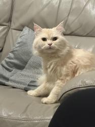 Reunited Male Cat last seen Home, Berkshire, England SL1 1RA