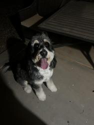 Found/Stray Female Dog last seen Mission Royale II Casa Grande, Casa Grande, AZ 85194