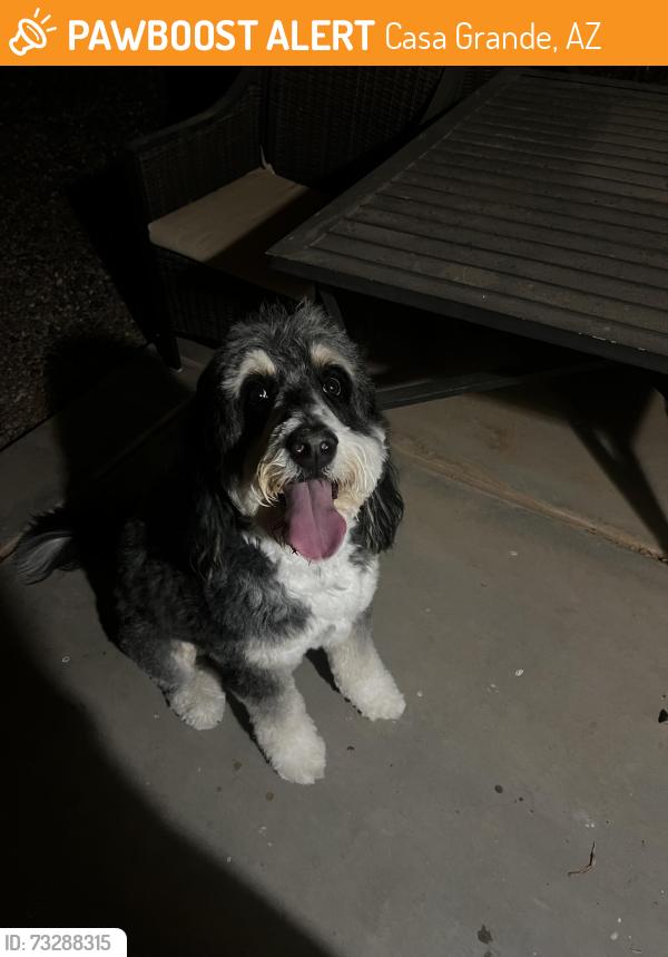 Found/Stray Female Dog last seen Mission Royale II Casa Grande, Casa Grande, AZ 85194