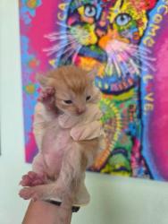 Shelter Stray Male Cat last seen Bexar County, 3353 Morningside Dr, New Braunfels, TX 78132, USA