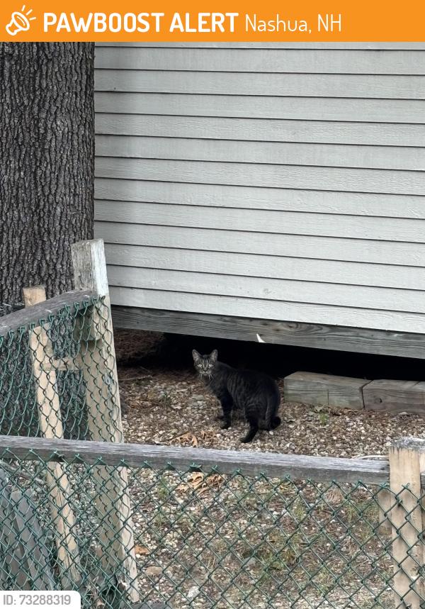 Found/Stray Unknown Cat last seen Brigham Street woods, Hutchinson Street, Nashua, NH 03064