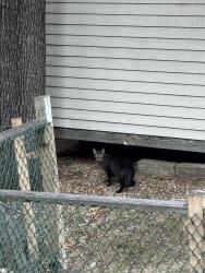 Found/Stray Unknown Cat last seen Brigham Street woods, Hutchinson Street, Nashua, NH 03064