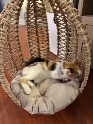 Reunited Female Cat last seen By StAnn school on W18th Pl between Leavitt and Hoyne, Chicago, IL 60608