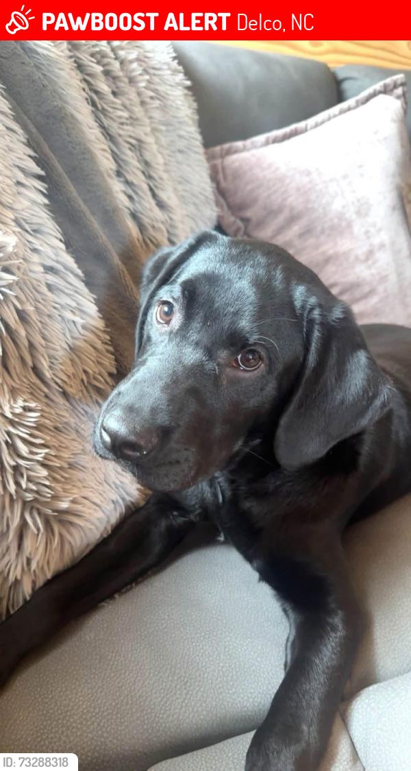 Lost Male Dog last seen Livingston Chapel Rd near Dale’s store, Delco, NC 28436