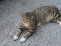 Lost Male Cat last seen Dalden Drive, Temple Terrace, FL 33617